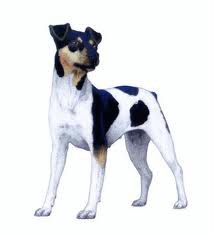 Fox Terrier Brasileiro
